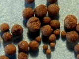 Foraminifera